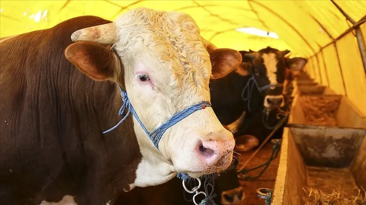 2025 Kurban Bayramı Ne Zaman?       Bayram Tatili 9 Gün Olur Mu?