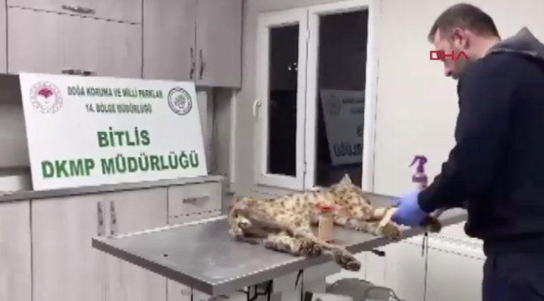 Bitlis’te bitkin halde bulunan vaşak, tedavi için Van’a gönderildi