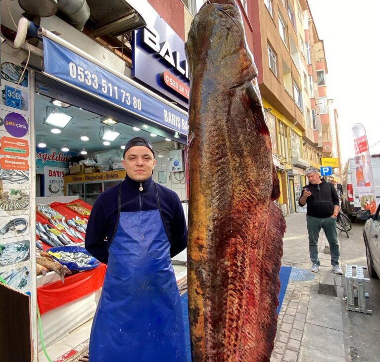 Meriç Nehri’nde yakalanan 3 metrelik yayın, kilosu 450 liradan satışta