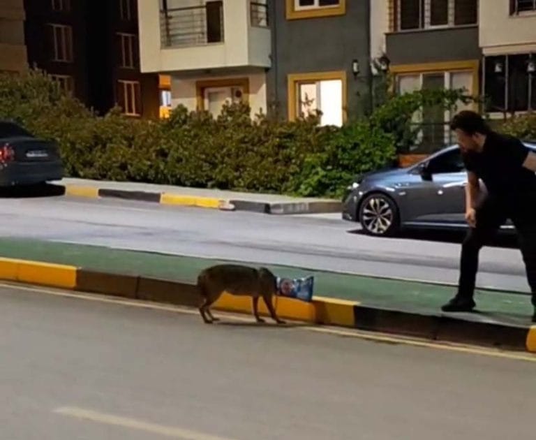 Başına poşet takılan çakalı vatandaş kurtardı;
