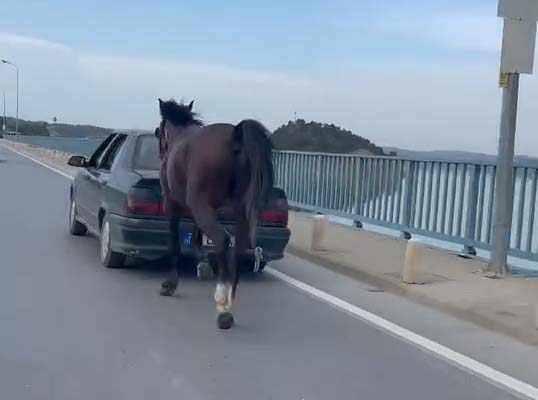 Otomobile bağladığı at ile ilerledi; 2 gözaltı