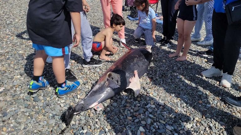 Trabzon’da ölü yunus, karaya vurdu