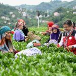 Bakan Yumaklı: İklim değişikliğinin çayda korktuğumuz etkisi olmadı 6 bakan yumakli iklim degisikliginin cayda korktugumuz etkisi olmadi 137aba1b93c6