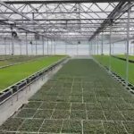 Bakan Yumaklı: Bafra ve Çaycuma'da organize tarım bölgelerinde üretime başlandı 1 bakan yumakli bafra ve caycumada organize tarim bolgelerinde uretime baslandi 1eb4c33ef7a6