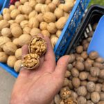 ‘Cevizci Dede’ çalışma azmiyle gençlere örnek oluyor 2 cevizci dede calisma azmiyle genclere ornek oluyor 992cc7656472