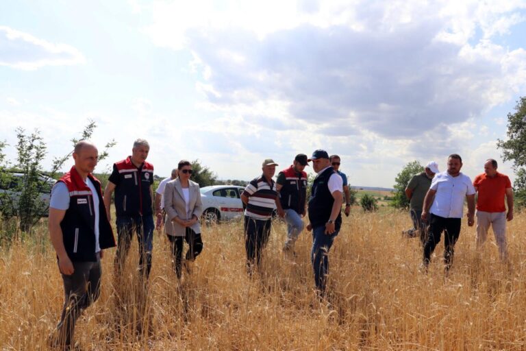 Edirne’de dolu 10 bin dekar buğday ve ayçiçeği tarlasına zarar verdi