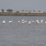 Flamingo ve kaplumbağaların yaşam alanı olan koruma altındaki lagünlerde plastik tehdidi 10 flamingo ve kaplumbagalarin yasam alani olan koruma altindaki lagunlerde plastik tehdidi 1551228a74ec