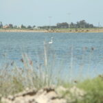 Flamingo ve kaplumbağaların yaşam alanı olan koruma altındaki lagünlerde plastik tehdidi 1 flamingo ve kaplumbagalarin yasam alani olan koruma altindaki lagunlerde plastik tehdidi 34397d3ce984