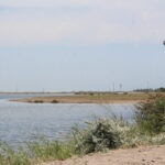 Flamingo ve kaplumbağaların yaşam alanı olan koruma altındaki lagünlerde plastik tehdidi 4 flamingo ve kaplumbagalarin yasam alani olan koruma altindaki lagunlerde plastik tehdidi 434cf6baef09