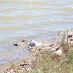 Flamingo ve kaplumbağaların yaşam alanı olan koruma altındaki lagünlerde plastik tehdidi 2 flamingo ve kaplumbagalarin yasam alani olan koruma altindaki lagunlerde plastik tehdidi 6d951615a46d