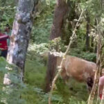 Kaçan kurbanlık boğa ormanda yakaladı 2 kacan kurbanlik boga ormanda yakaladi 233eb877ba09