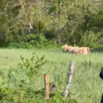 Kaçan kurbanlık boğa ormanda yakaladı 1 kacan kurbanlik boga ormanda yakaladi 5299e8527b0f