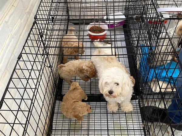 Kırklareli’de kaçak cins köpek üretim yerine baskın