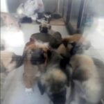 sahiplendigi kopekleri oldurdugu iddia edilen doktor hakkindaki iddianame kabul edildi 228c593e0c03