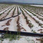 Şemsi Bayraktar: Aksaray'da 50 bin dekar alan doludan etkilendi, ürünler zarar gördü 5 semsi bayraktar aksarayda 50 bin dekar alan doludan etkilendi urunler zarar gordu b713bcbd74ed