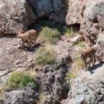 dag kecileri yavrularini beslerken goruntulendi cf7844e2183e