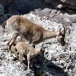 dag kecileri yavrularini beslerken goruntulendi e59b6360d2fe
