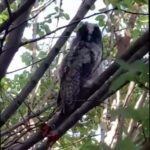 evinizin cevresinde bir baykus ailesi gorurseniz sevinin etrafinizda fareler cogalamayacak demektir 41ba0745f2a4