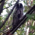 evinizin cevresinde bir baykus ailesi gorurseniz sevinin etrafinizda fareler cogalamayacak demektir 4998aed542a1