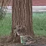 evinizin cevresinde bir baykus ailesi gorurseniz sevinin etrafinizda fareler cogalamayacak demektir 5d31a05f5073