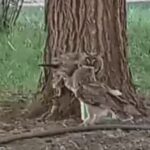 evinizin cevresinde bir baykus ailesi gorurseniz sevinin etrafinizda fareler cogalamayacak demektir ce5ac396e0cc