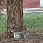 evinizin cevresinde bir baykus ailesi gorurseniz sevinin etrafinizda fareler cogalamayacak demektir ef7538d880e3