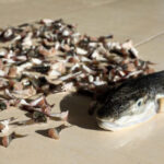 ankara balon baligi avciliginda destek tutari artirildi video eklendi 749561e3d494