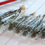 ankara balon baligi avciliginda destek tutari artirildi video eklendi 7ecbf691d7ca