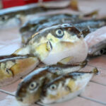 ankara balon baligi avciliginda destek tutari artirildi video eklendi aae7c0ebb3dc