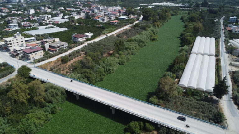 Asi Nehri’nde su sümbülü istilası; balık ölümleri yaşandı