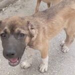 kopegin kulagini kesip iskence yapan supheli tutuklandi 4092ee66bda2