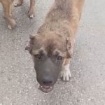 kopegin kulagini kesip iskence yapan supheli tutuklandi fce02636f8da