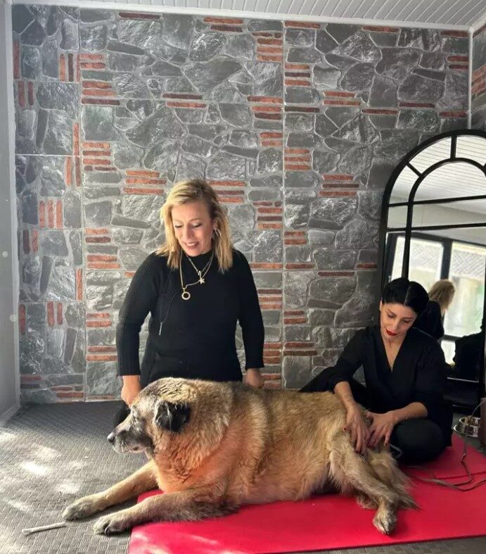 Obez köpek Duman, 6 ayda 20 kilo verdi