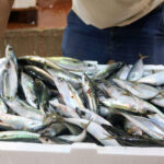 akdenizde av yasagi kalkti 1 kilo fiyatina 1 kasa balik 84edba91c6ee