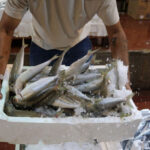 akdenizde av yasagi kalkti 1 kilo fiyatina 1 kasa balik a4a58f909774