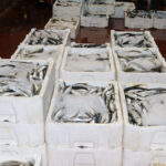 akdenizde av yasagi kalkti 1 kilo fiyatina 1 kasa balik f43d5b280f59