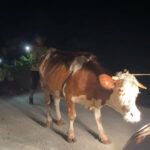 antalyada orman yangini 2 94077c962a24