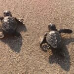 Aydın ve İzmir’de 9 yuvadan çıkan 469 caretta caretta yavrusu, denizle buluştu 3 aydin ve izmirde 9 yuvadan cikan 469 caretta caretta yavrusu denizle bulustu ae6b7a8217a0