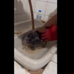 giderde mahsur kalan yavru kediyi itfaiye kurtardi 69ba5b5b3daa