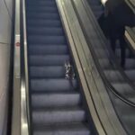 istanbul havalimaninda kedinin yuruyen merdivenle imtihani 18f89384af50