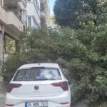 istanbul kadikoyde yola agac devrildi 2 otomobilde hasar olustu 46ab289305ff