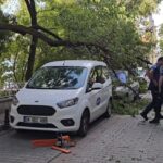 istanbul kadikoyde yola agac devrildi 2 otomobilde hasar olustu 5500ca45d63b