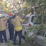 istanbul kadikoyde yola agac devrildi 2 otomobilde hasar olustu ffedc0b240cd