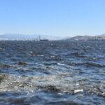 izmir korfezinde balik olumleri 548a86ccafee