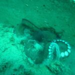 izmir korfezine ahtapotlar icin yapay resif 13040086ab3d