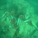 izmir korfezine ahtapotlar icin yapay resif 6ecdfc6ba848