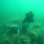 izmir korfezine ahtapotlar icin yapay resif 9a48520270d2