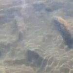 iznik golunde tarihi eser oldugu degerlendirilen sutun basliklari bulundu 5e561218cffd