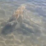 iznik golunde tarihi eser oldugu degerlendirilen sutun basliklari bulundu 73e4b57c1b85