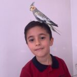kardesler gunlerdir pencereden kacan papaganlari zeytini ariyor 7ecb02aa9ffe
